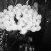 lisvics