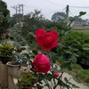 hoiyenthe