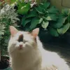 luunmoonn