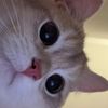 usermo_nich1306