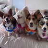 corgihouseoftexas