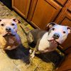 brutus.mollie.pitties