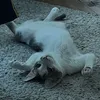 el_tuna_calvo_