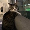 lyannathecat