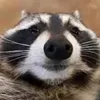 racoon__boii