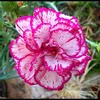 narcisbloem