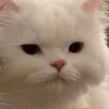 bxrrygum