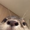 otterteefs