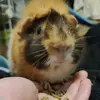 furbly