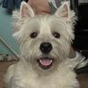 scruffy_thewestie