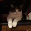 ilovemycatmeowwww
