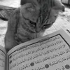 dwnyaa019