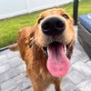 ellethegoldenretriever