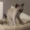 lockenkatzen