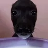 irkfbdhp