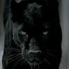 ahmedadelahmed_