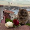 istanbul.y