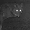 feral.dogman