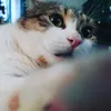 dave_the_cat_18