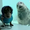 janthijsnl