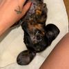 bo_the_dachshund