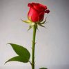 mdiqbal4547