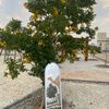 sultan_7ail