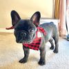 kubothefrenchie