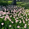 _khongcochi10
