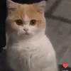 nipisbintebal