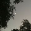 blinarina