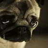 indiamarquez67