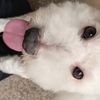 akeldog