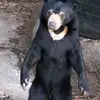 vegetablemanorsomething