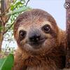 sloths70