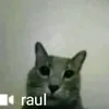 enrrod2