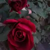 shexzana08