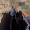 n.alkhaldi_11