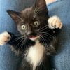 linda_the_kitty