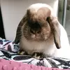 bunnfloptok