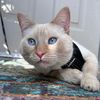 casper_pooh