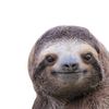 agitated_sloth