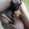 cats_and_dog4