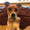 teddyztailz