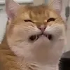 vannhooleee