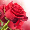 linh.linh55642