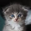 mickeycat