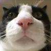 kitiho2