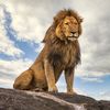 dericko_lion