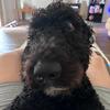 tuckerthedoodle24